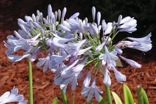 6710 Hwy A1A, Melbourne Beach, FL 32951 - Photo 68