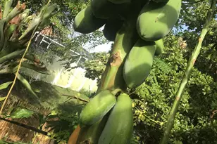 450 Hazel St, Sebastian, FL 32958 - Photo 12