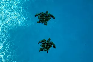 282 Heritage St SW, Palm Bay, FL 32908 - Photo 36