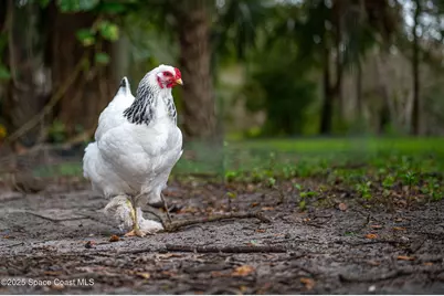 5000 Gandy Road, Mims, FL 32754 - Photo 4