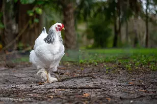 5000 Gandy Rd, Mims, FL 32754 - Photo 4