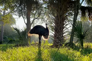 5000 Gandy Rd, Mims, FL 32754 - Photo 90