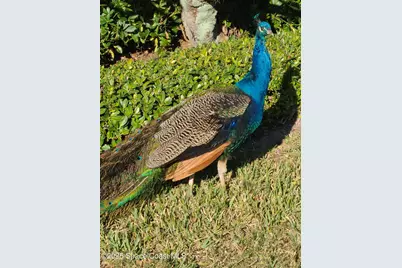 652 Seaport Boulevard #T230, Cape Canaveral, FL 32920 - Photo 56