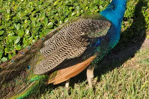 652 Seaport Blvd, Cape Canaveral, FL 32920 - Photo 56