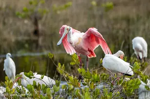 1715 N Merrimac Dr, Merritt Island, FL 32952 - Photo 34