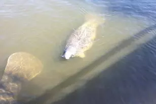 3802 Arrowsmith Dr, Cocoa, FL 32926 - Photo 48