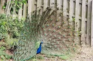 626 Beach Park Ln, Cape Canaveral, FL 32920 - Photo 32