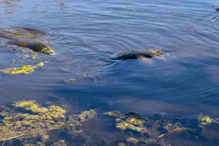 999 Sunswept Rd NE, Palm Bay, FL 32905 - Photo 68