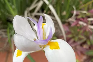 1624 S Daytona Ave, Flagler Beach, FL 32136 - Photo 4