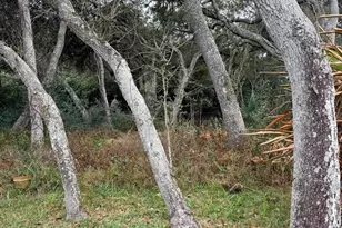 1624 S Daytona Ave, Flagler Beach, FL 32136 - Photo 8