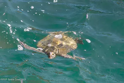 586 N Wickham Road #63, Melbourne, FL 32935 - Photo 68