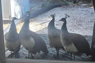 544 Beach Park Ln, Cape Canaveral, FL 32920 - Photo 36