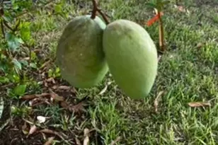 3403 Cloudberry Pl, Melbourne, FL 32940 - Photo 34