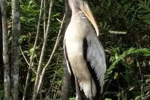 32801 US Highway 441 N, Okeechobee, FL 34972 - Photo 74