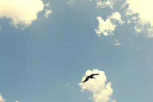 249 Kiwi Dr, Barefoot Bay, FL 32976 - Photo 24