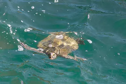 467 Jackson Avenue #Back Unit, Cape Canaveral, FL 32920 - Photo 40