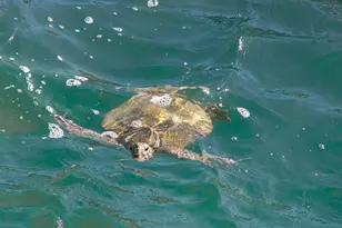 467 Jackson Ave, Cape Canaveral, FL 32920 - Photo 40