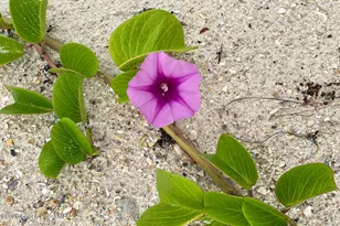 205 Melaleuca Dr, Satellite Beach, FL 32937 - Photo 64