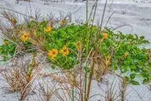 205 Melaleuca Dr, Satellite Beach, FL 32937 - Photo 60