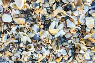 1630 Pine St, Melbourne Beach, FL 32951 - Photo 42