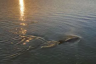 261 Cape Shores Cir, Cape Canaveral, FL 32920 - Photo 40