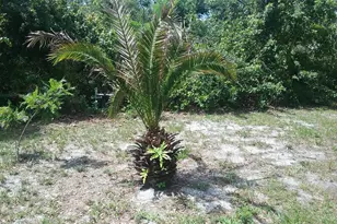 1609 Ridge Dr, Cocoa, FL 32926 - Photo 30