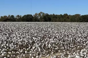 8400 Shallow Crk Trl, Bailey, NC 27807 - Photo 22