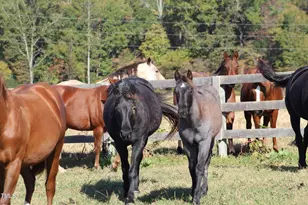 455 Hogan Farm Rd, Seagrove, NC 27341 - Photo 66