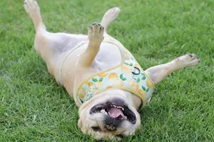 9169 Dupree Mdw Dr, Angier, NC 27501 - Photo 46