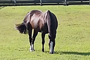 7027 Old 421 Rd, Liberty, NC 27298 - Photo 70