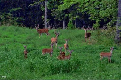 1045 Taylor Hill Road, Danbury, NC 27016 - Photo 6