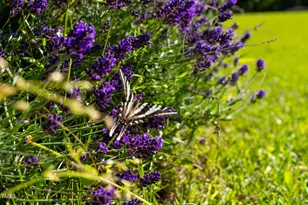 1215 Single Tree Rd, Danbury, NC 27016 - Photo 28