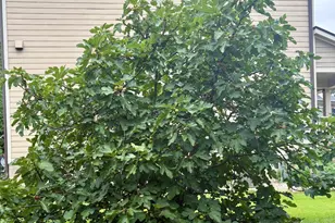 1001 Kelnor Ct, Morrisville, NC 27560 - Photo 36