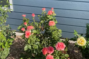 154 Gobbler Hl Trl, Willow Springs, NC 27592 - Photo 30