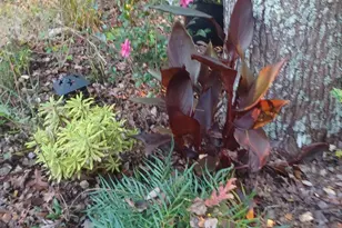 540 Patterson Dr, Chapel Hill, NC 27516 - Photo 56