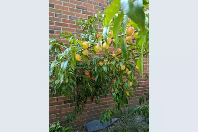 215 E Branch Street E, Spring Hope, NC 27882 - Photo 54