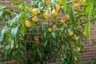 215 E Branch Street E, Spring Hope, NC 27882 - Photo 54