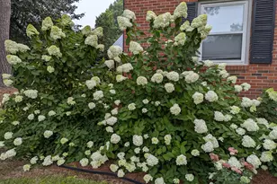 215 E Branch Street E, Spring Hope, NC 27882 - Photo 4