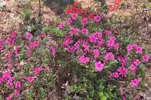 112 Glen Abbey Dr, Cary, NC 27513 - Photo 6