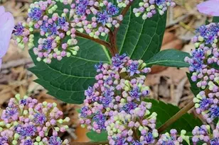 127 Cobblebrook Dr, Rougemont, NC 27572 - Photo 46