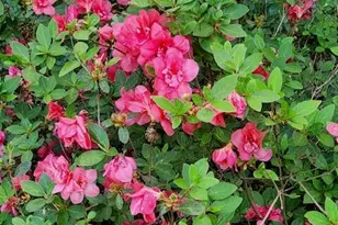 127 Cobblebrook Dr, Rougemont, NC 27572 - Photo 42