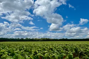 9427 Byron Ct, Bailey, NC 27807 - Photo 38