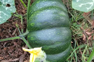 2811 Omah St, Durham, NC 27705 - Photo 70