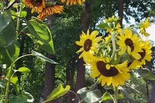 2811 Omah St, Durham, NC 27705 - Photo 44