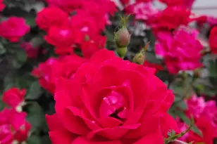 2811 Omah St, Durham, NC 27705 - Photo 62