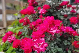 2811 Omah St, Durham, NC 27705 - Photo 42