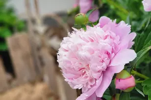 2811 Omah St, Durham, NC 27705 - Photo 60