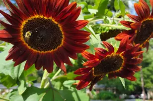 2811 Omah St, Durham, NC 27705 - Photo 58