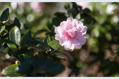 3812 Somerset Drive, Durham, NC 27707 - Photo 8