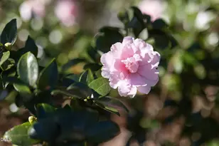 3812 Somerset Dr, Durham, NC 27707 - Photo 8